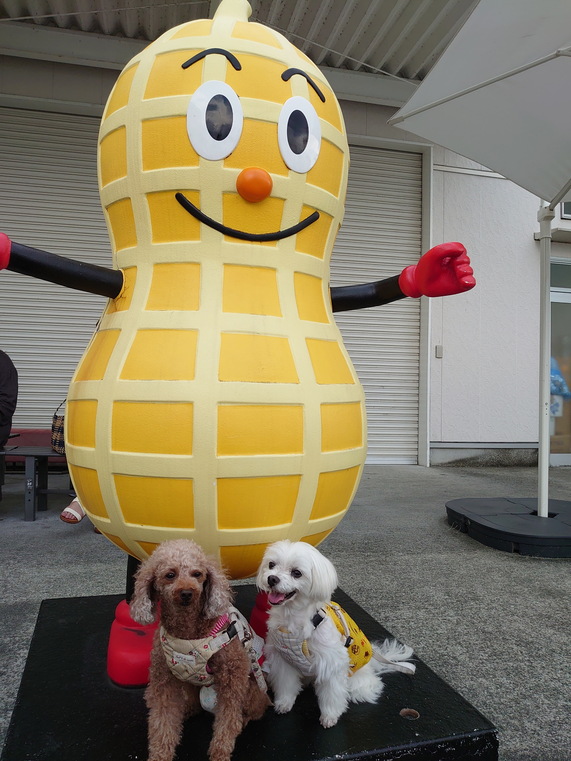 ピーナッツ屋さん 元保護犬 マルチーズとトイプードルの記録