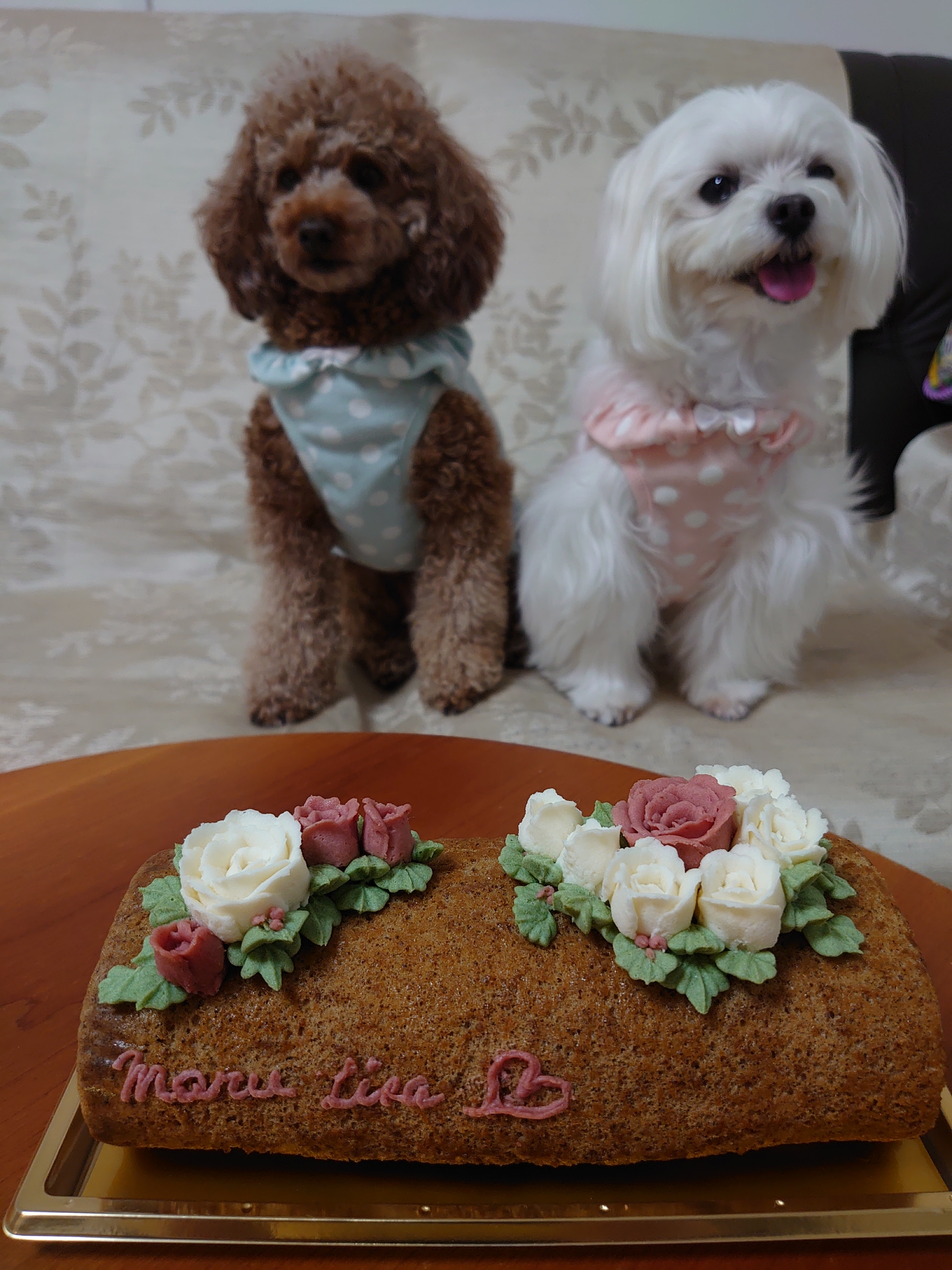 お誕生日ケーキ 元保護犬 マルチーズとトイプードルの記録