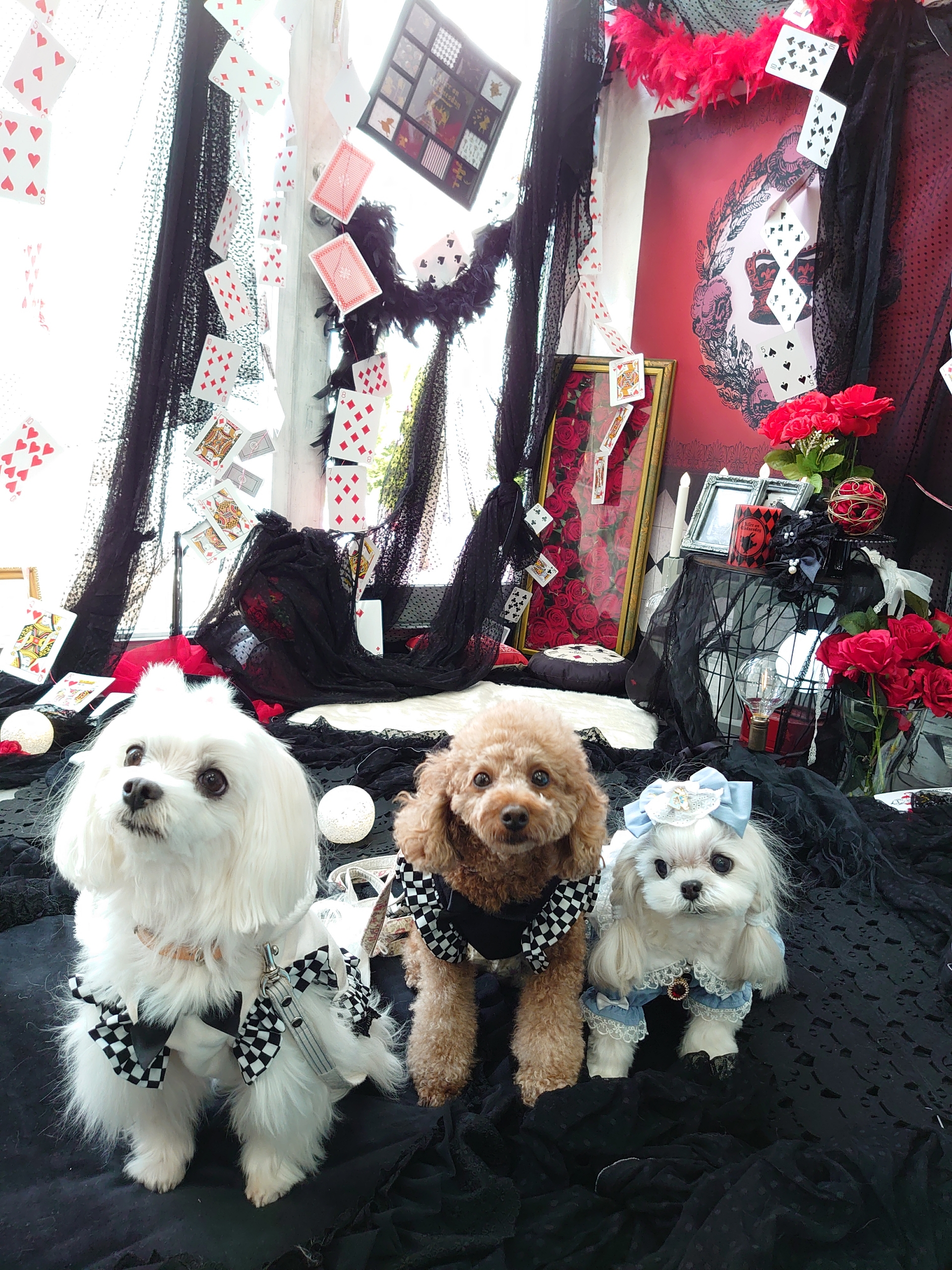 アリス イン ワンダーランド きゃんナナさん 元保護犬 マルチーズとトイプードルの記録