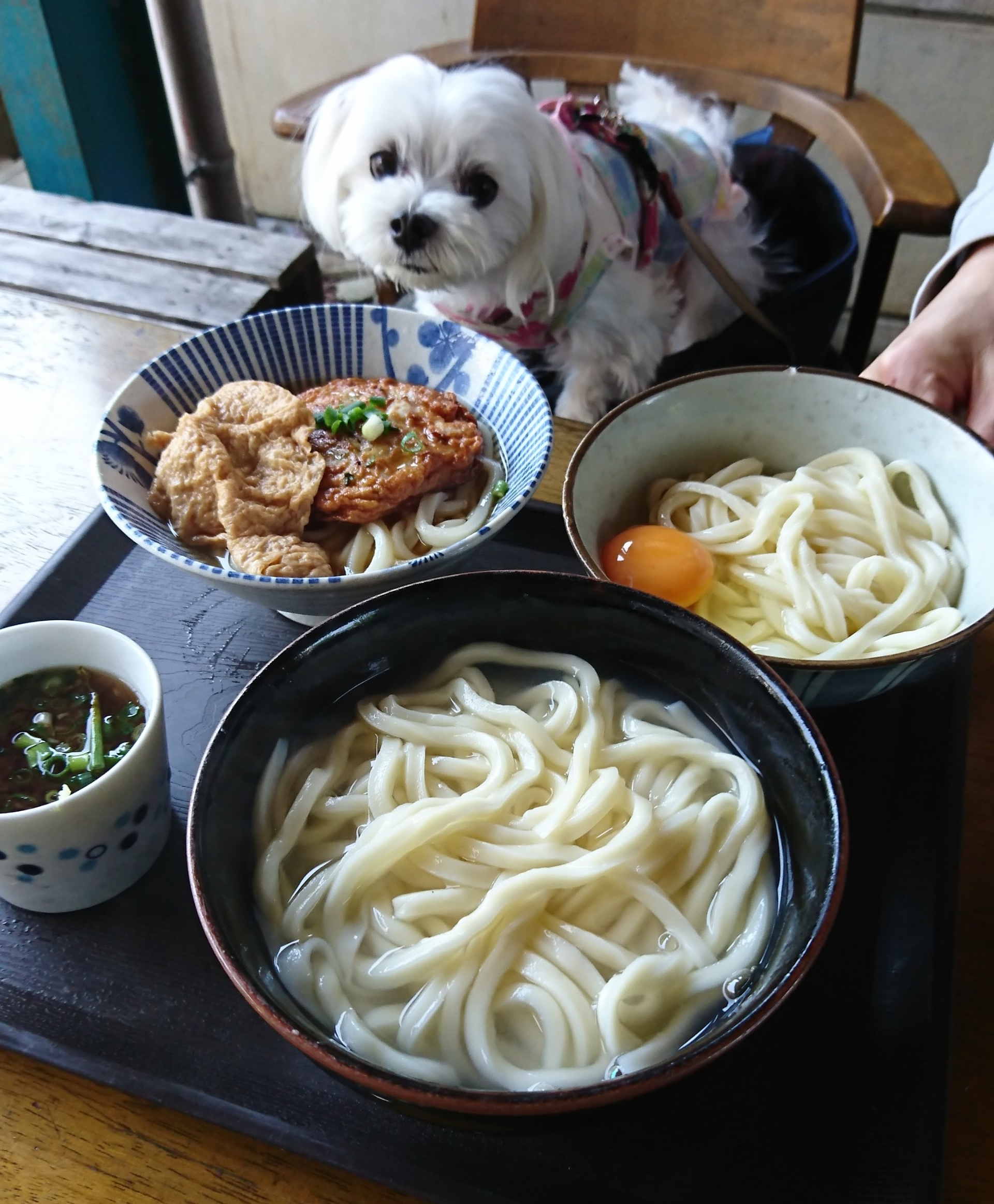 まるちゃんとうどん県 元保護犬 マルチーズとトイプードルの記録