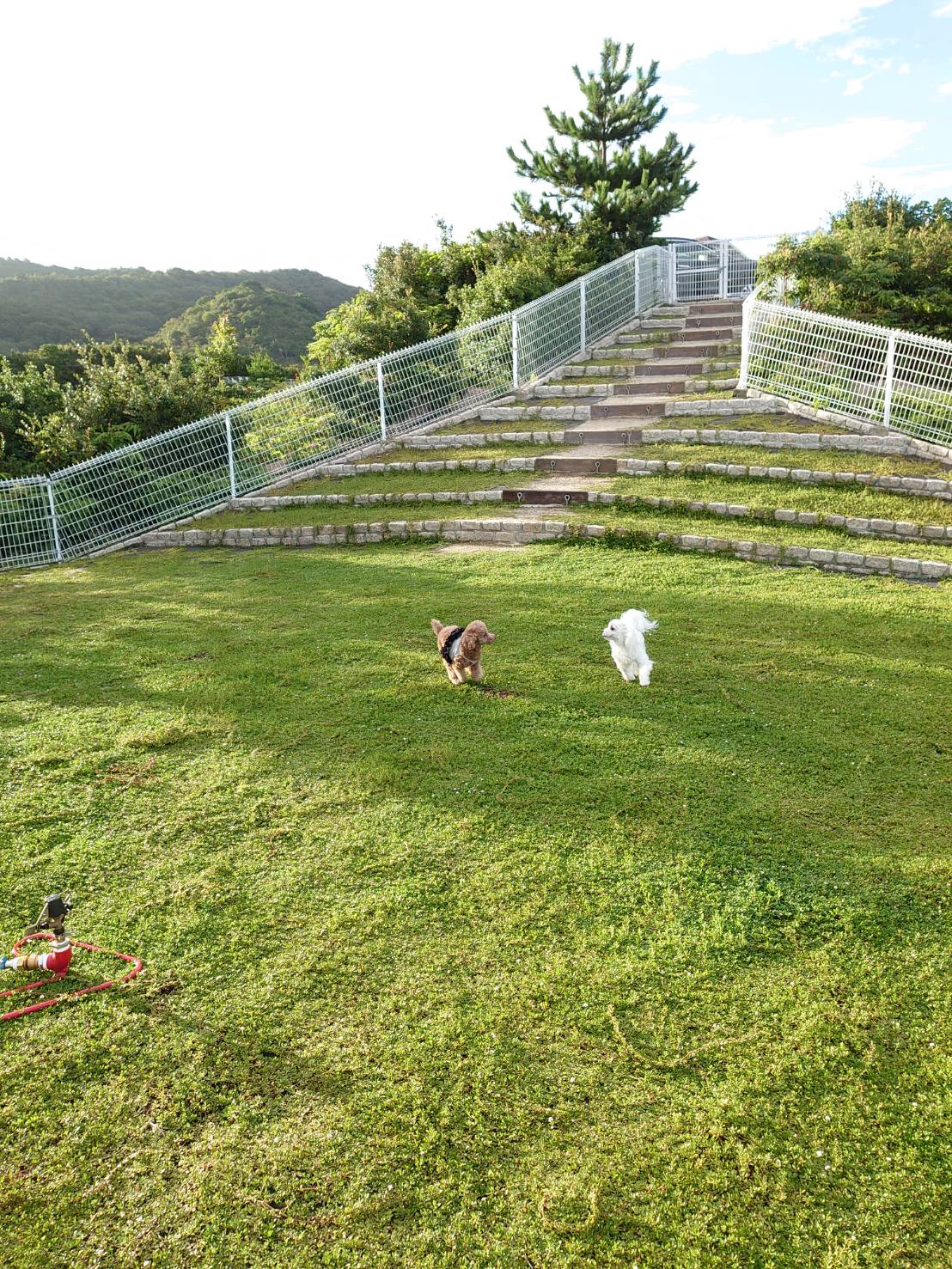 プチホテル山さんに泊まりました 元保護犬 マルチーズとトイプードルの記録 プチホテル山さんに泊まりました 元保護犬 マルチーズとトイプードルの記録
