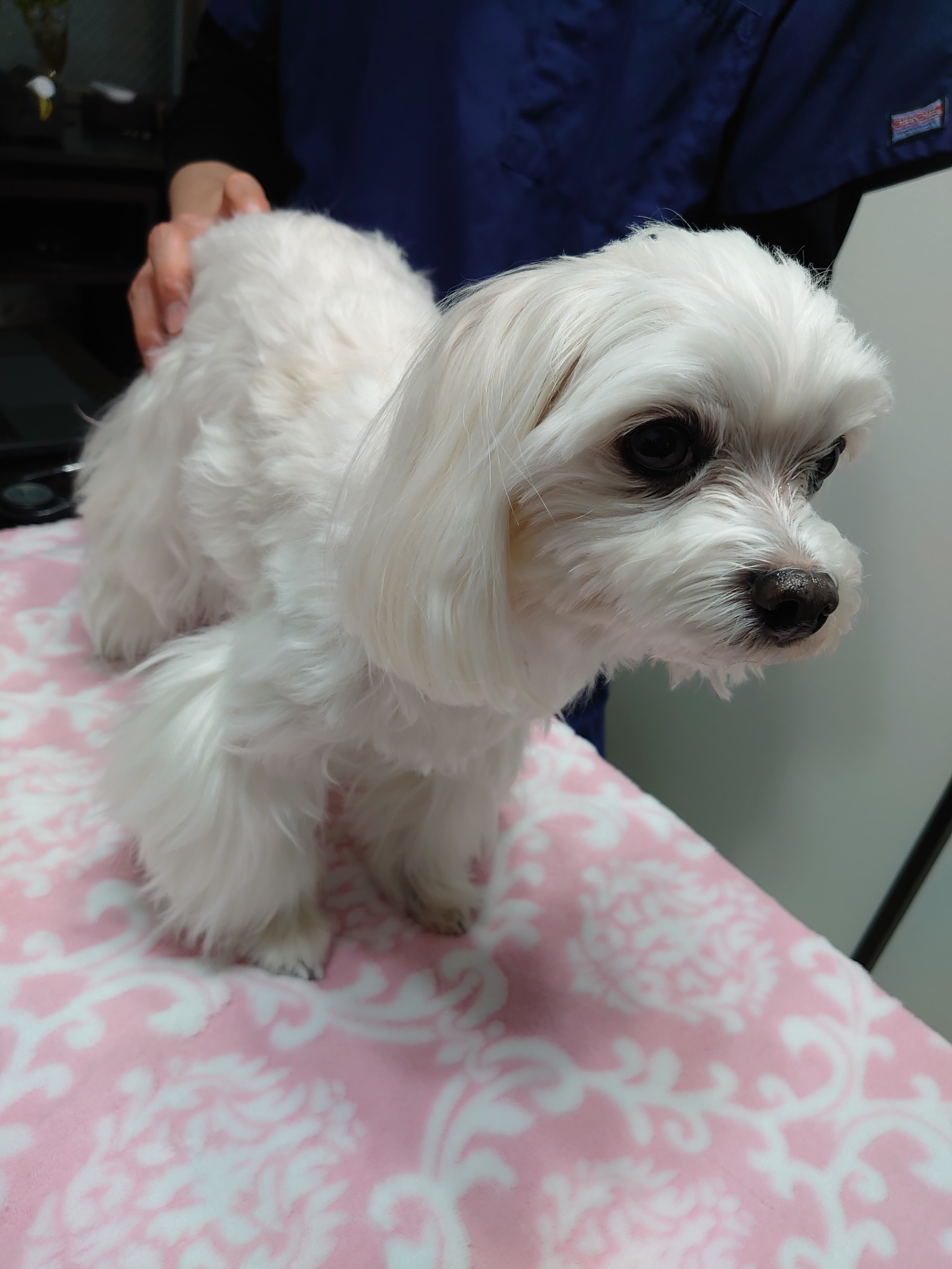 整体の時のお顔 元保護犬 マルチーズとトイプードルの記録 整体の時のお顔 元保護犬 マルチーズとトイプードルの記録