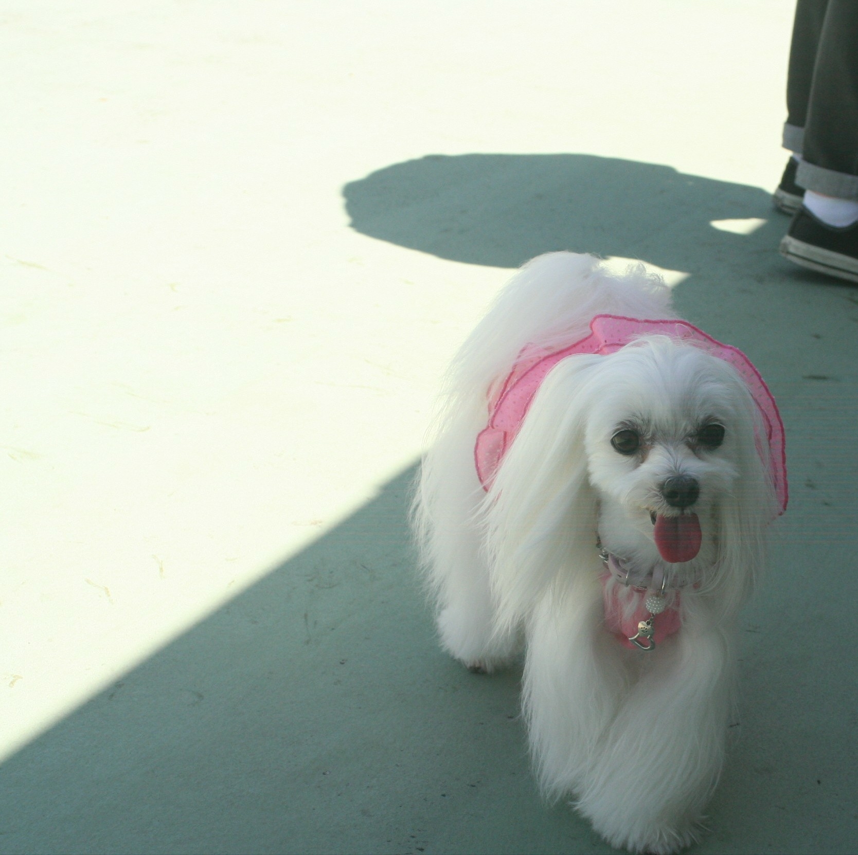 マルチーズ集合 ブルスケッタ その3 元保護犬 マルチーズとトイプードルの記録