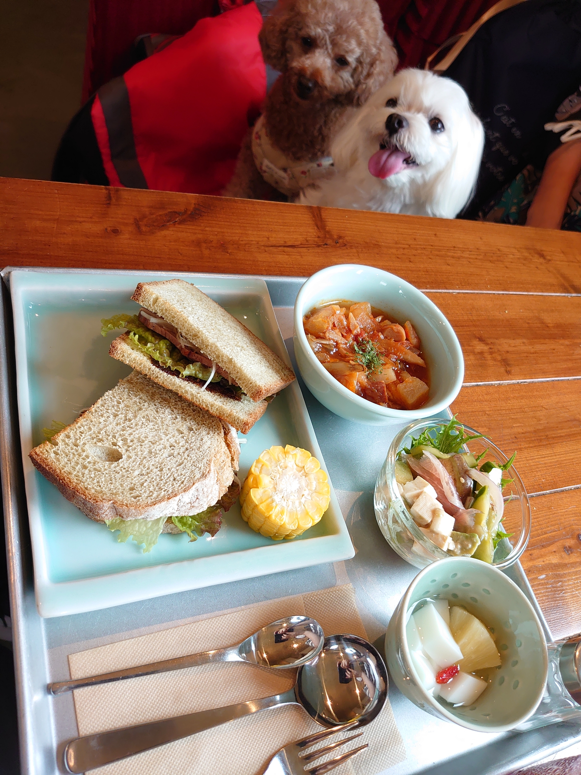 コーヒーの美味しいカフェ 元保護犬 マルチーズとトイプードルの記録 コーヒーの美味しいカフェ 元保護犬 マルチーズとトイプードルの記録