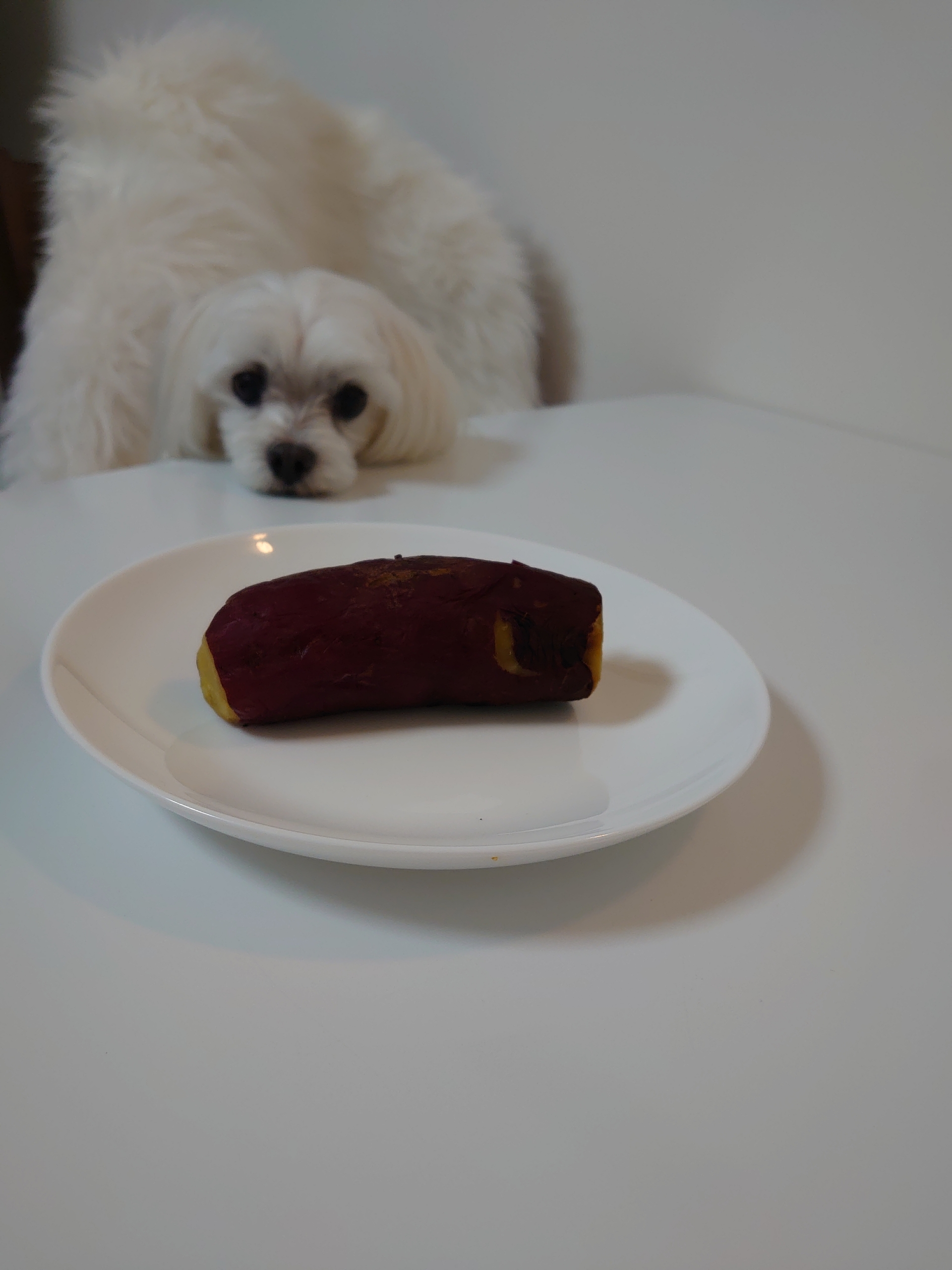 焼き芋さん 元保護犬 マルチーズとトイプードルの記録 焼き芋さん 元保護犬 マルチーズとトイプードルの記録
