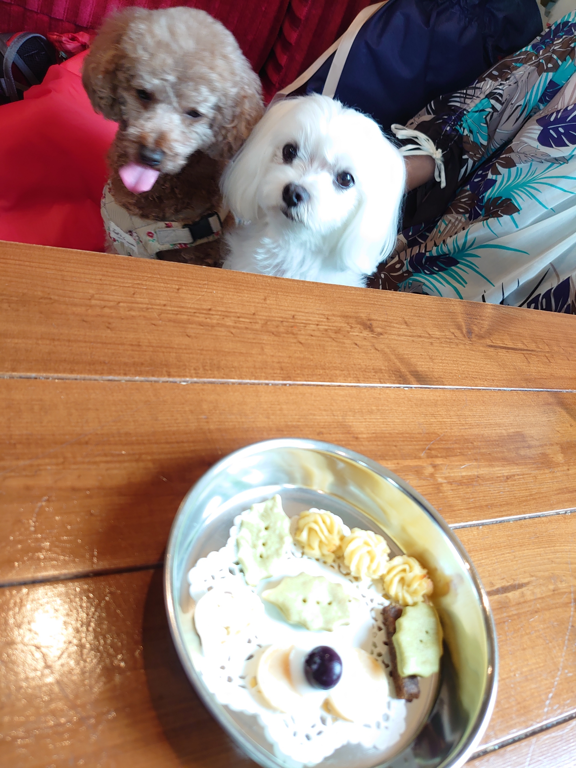 コーヒーの美味しいカフェ 元保護犬 マルチーズとトイプードルの記録 コーヒーの美味しいカフェ 元保護犬 マルチーズとトイプードルの記録