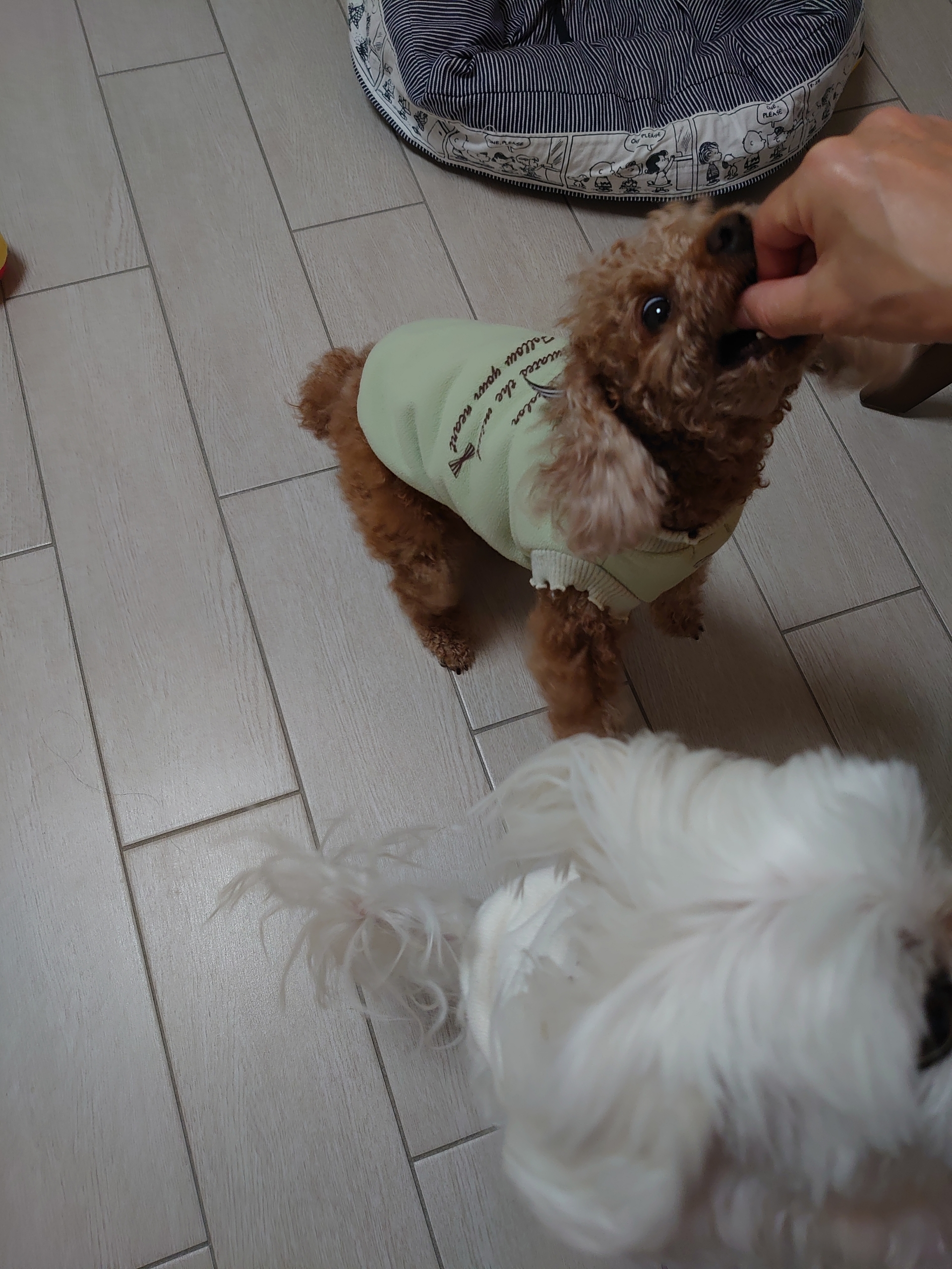 りんごさん 元保護犬 マルチーズとトイプードルの記録