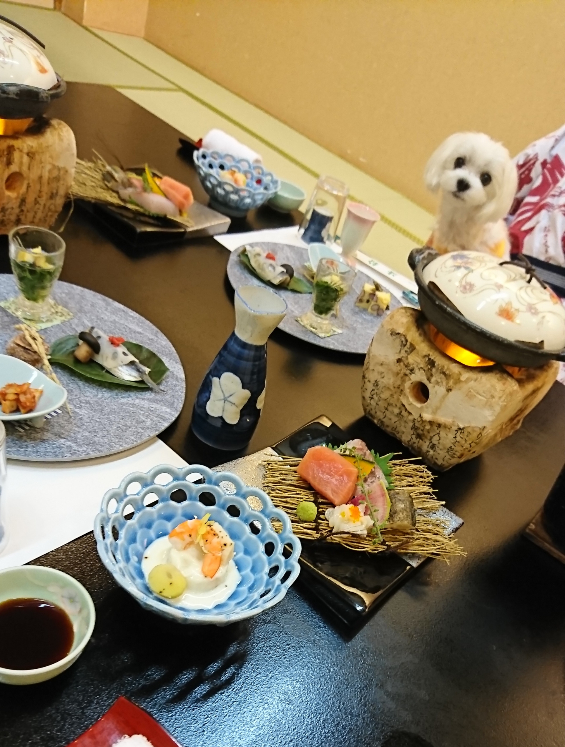 まるちゃんとお泊まり 熱海市 渚館 元保護犬 マルチーズとトイプードルの記録 まるちゃんとお泊まり 熱海市 渚館 元保護犬 マルチーズとトイプードルの記録