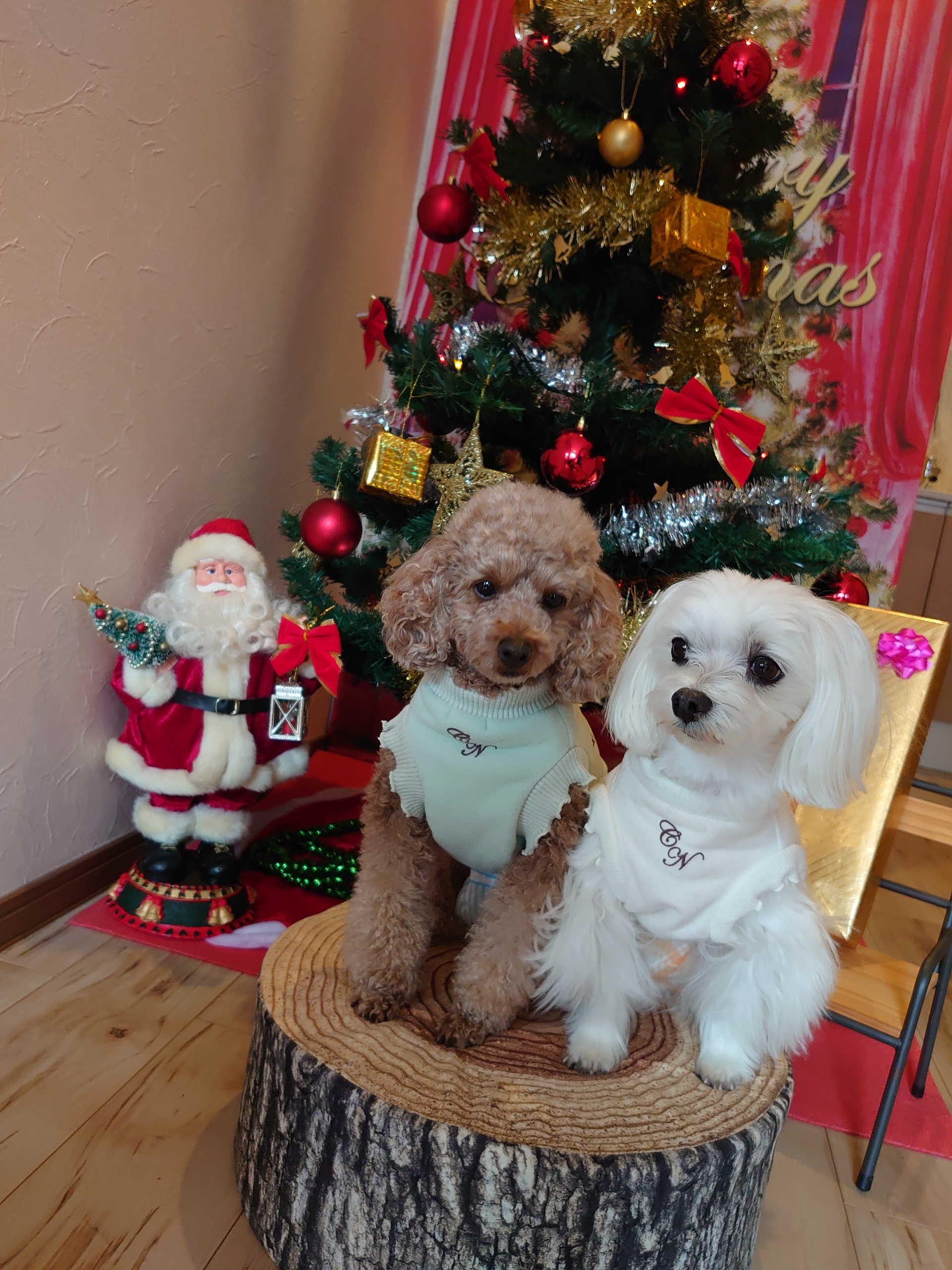 あずきのチカラ 元保護犬 マルチーズとトイプードルの記録 あずきのチカラ 元保護犬 マルチーズとトイプードルの記録