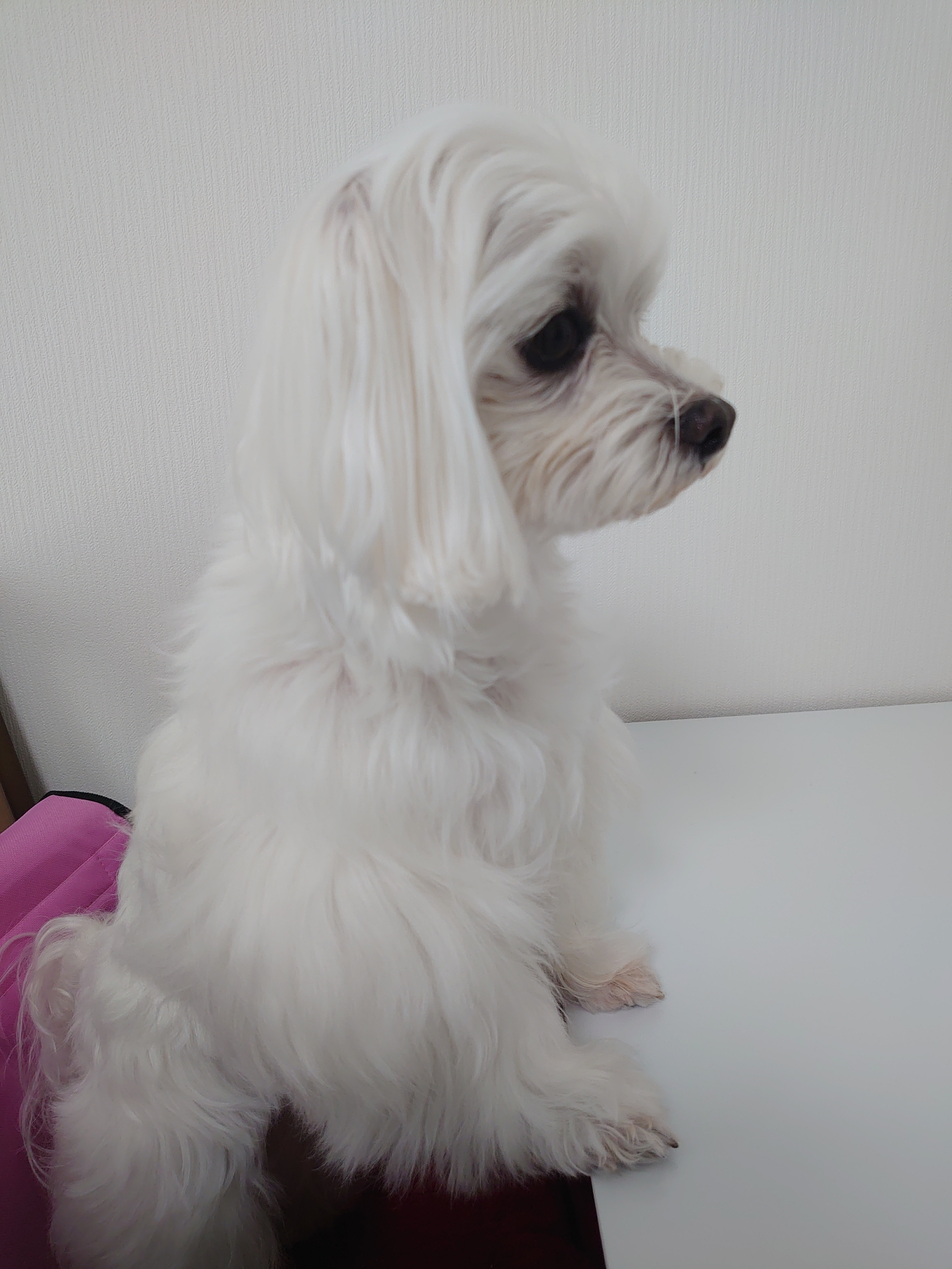 おうちでシャンプー 元保護犬 マルチーズとトイプードルの記録 おうちでシャンプー 元保護犬 マルチーズとトイプードルの記録