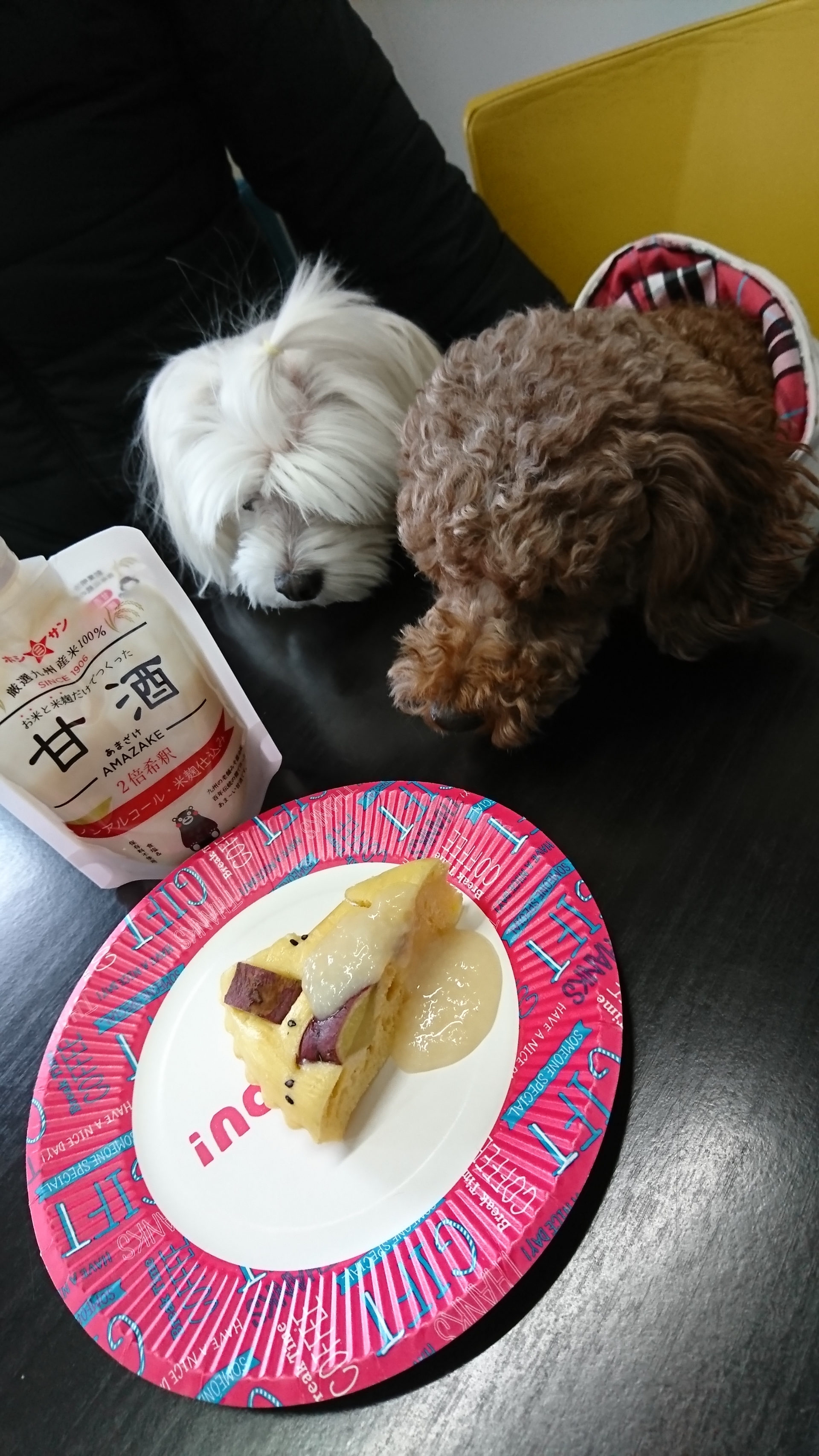 ドッグカフェでわんこケーキ 元保護犬 マルチーズとトイプードルの記録 ドッグカフェでわんこケーキ 元保護犬 マルチーズとトイプードルの記録