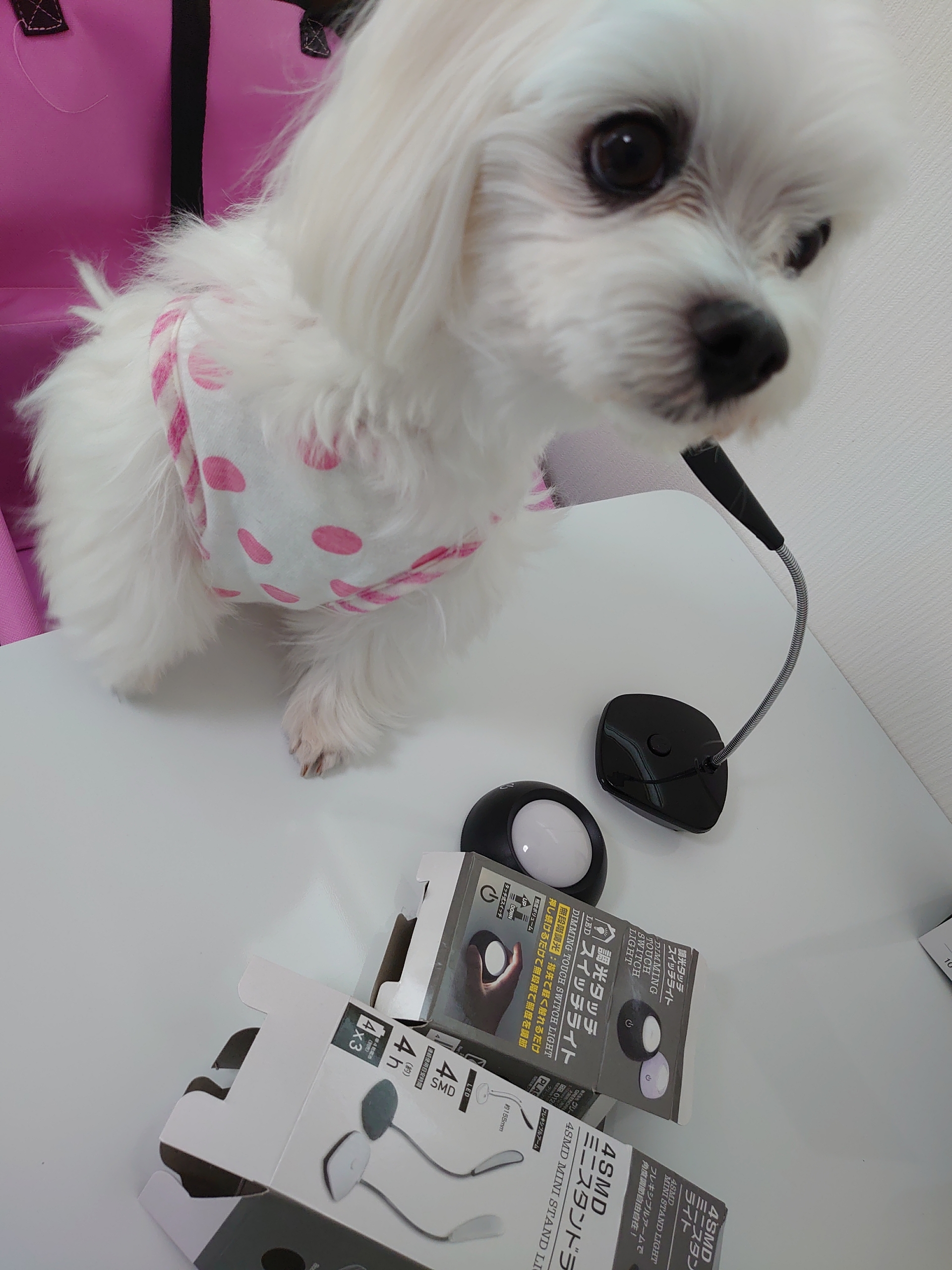 100均のライト 元保護犬 マルチーズとトイプードルの記録 100均のライト 元保護犬 マルチーズとトイプードルの記録