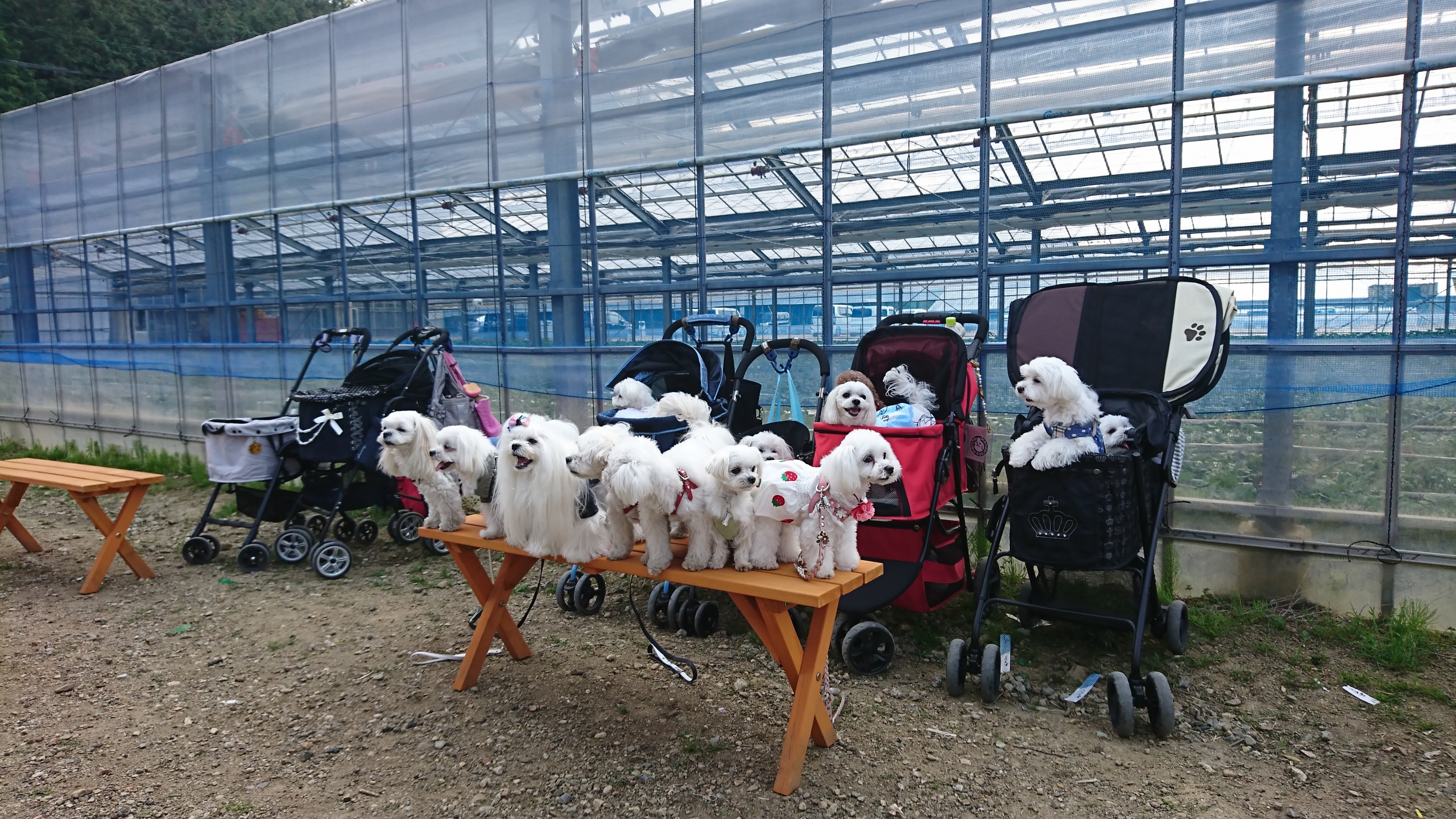 まるりさ いちご狩り q 岸和田観光農園 元保護犬 マルチーズとトイプードルの記録