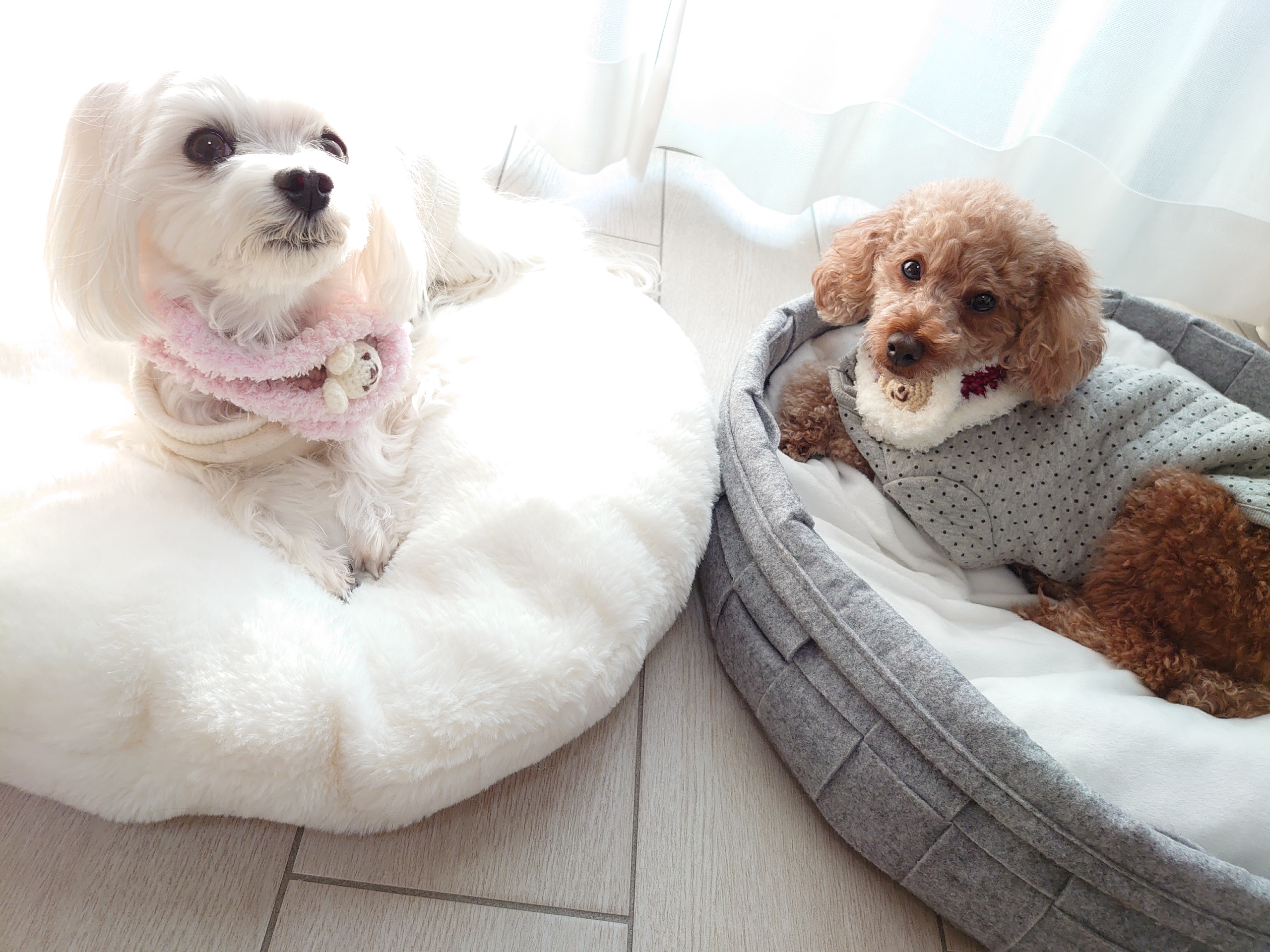 ネックウォーマー 元保護犬 マルチーズとトイプードルの記録