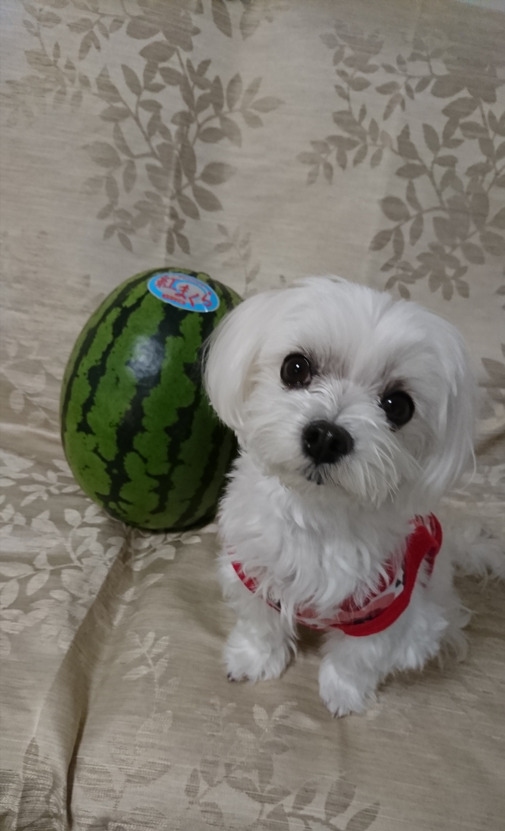 まるちゃんとスイカ 元保護犬 マルチーズとトイプードルの記録 まるちゃんとスイカ 元保護犬 マルチーズとトイプードルの記録
