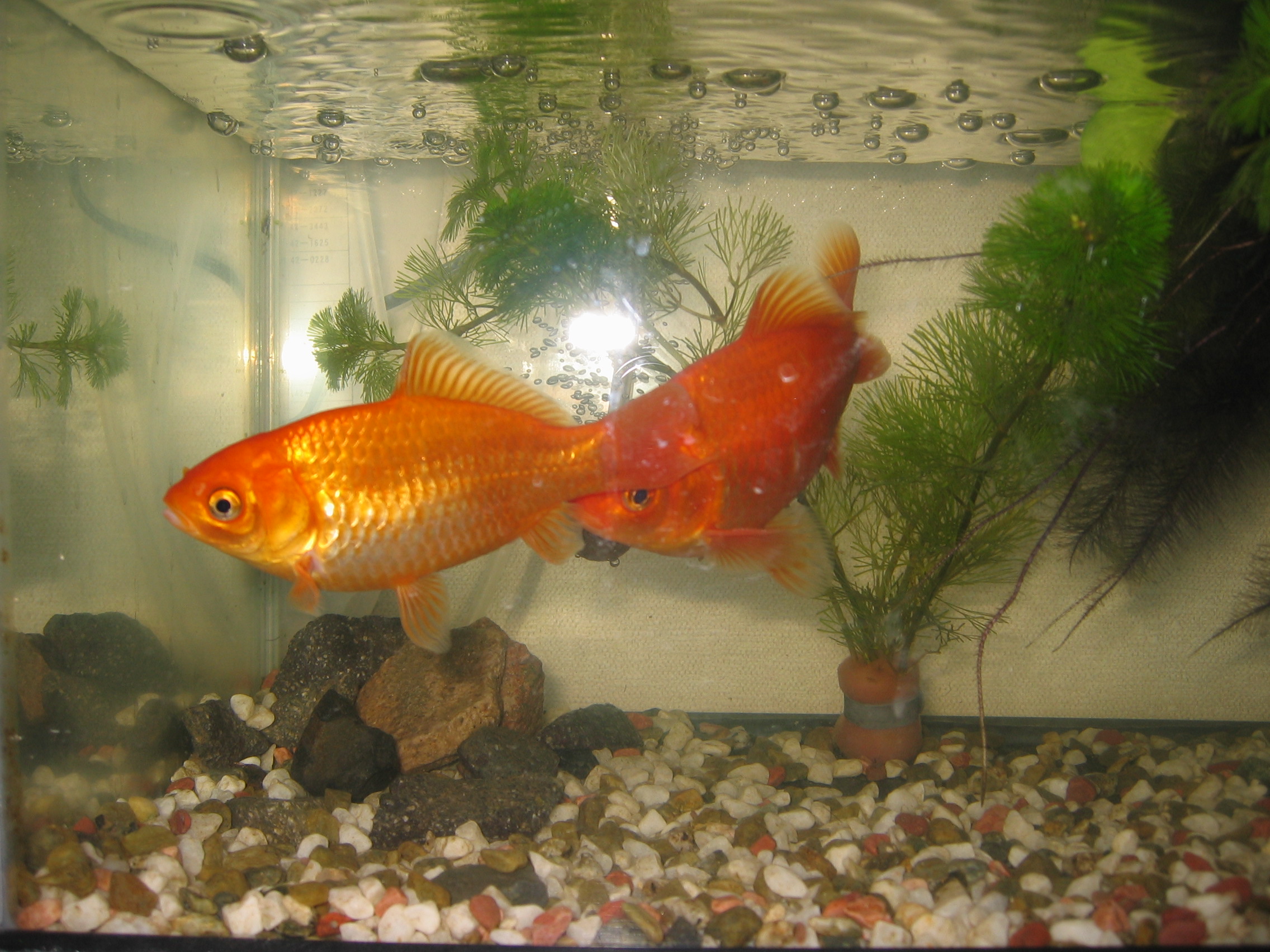 金魚のお刺身 子供といっしょにどこ行こう