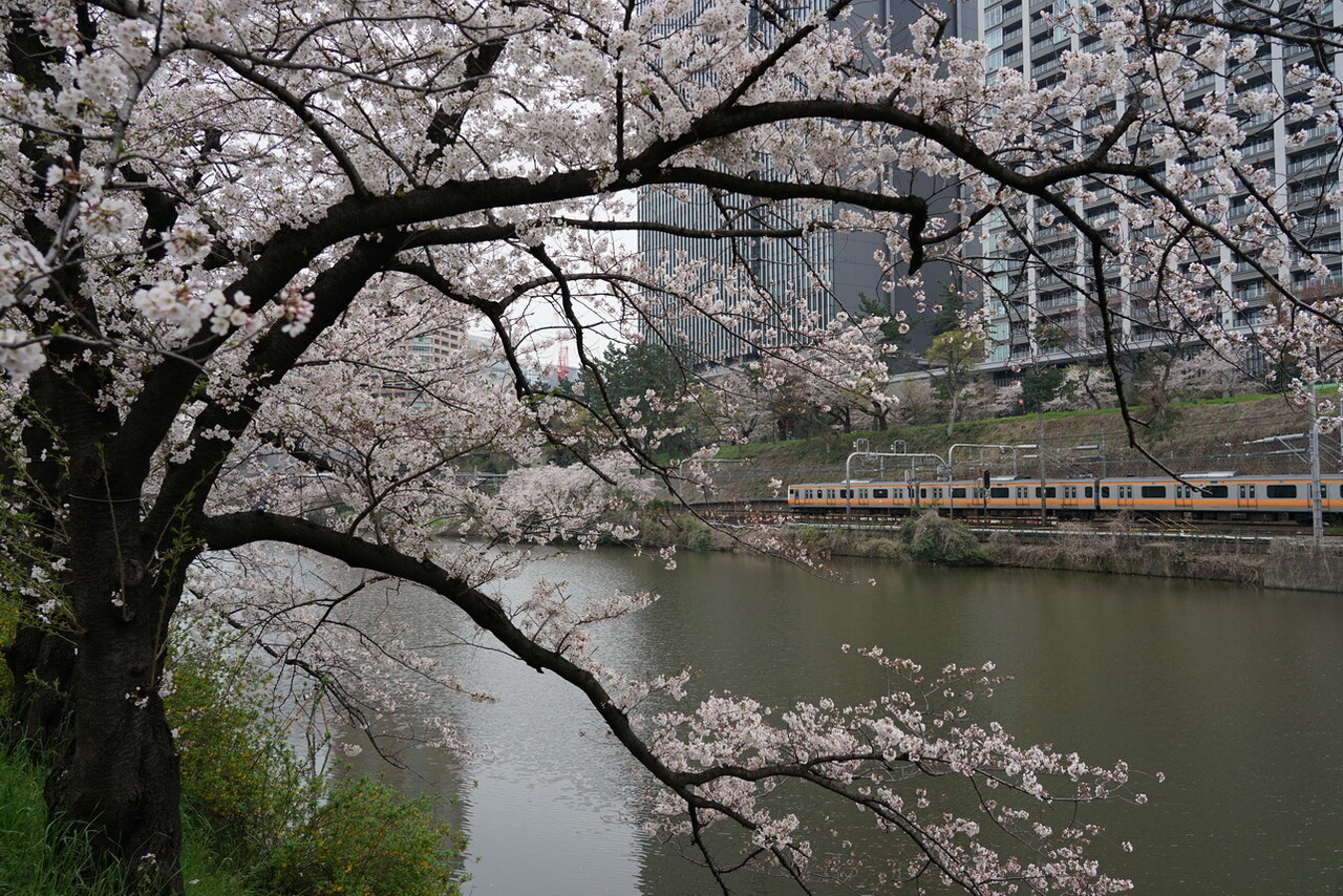 桜満開 の 外濠を行く中央線電車 三道楽ノート