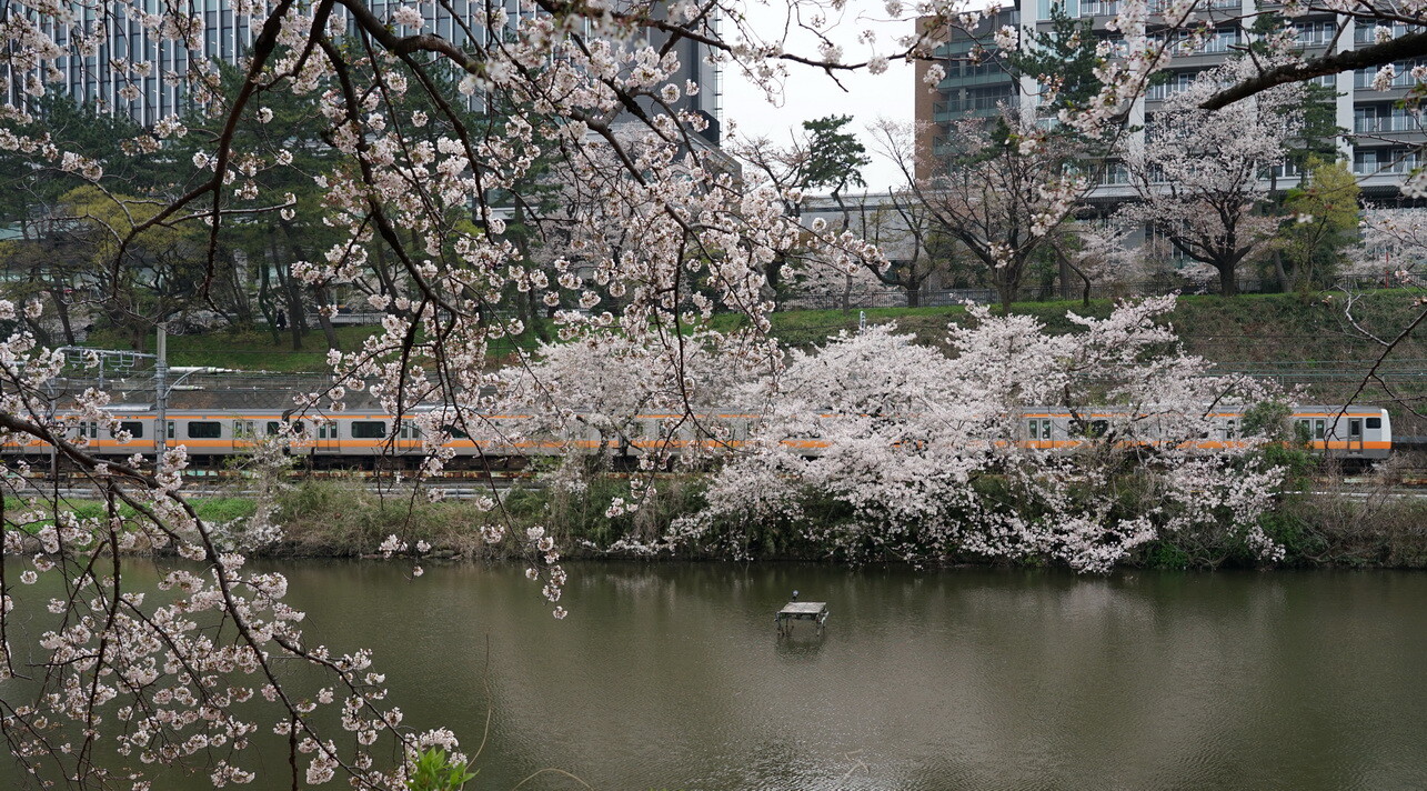 桜満開 の 外濠を行く中央線電車 三道楽ノート