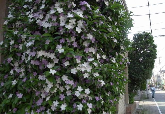 茉莉花 ジャスミン の花が咲く 三道楽ノート