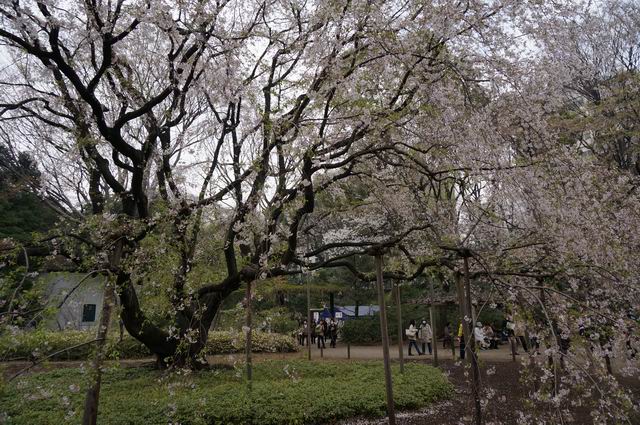 六義園の枝垂れ桜は 三道楽ノート 六義園の枝垂れ桜は 三道楽ノート