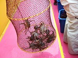DSCF4007