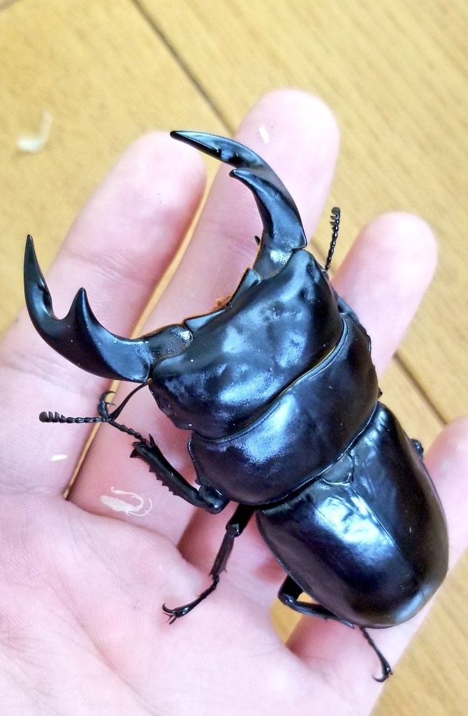 一種変わった巨大オオクワガタ クローゼットに兜虫