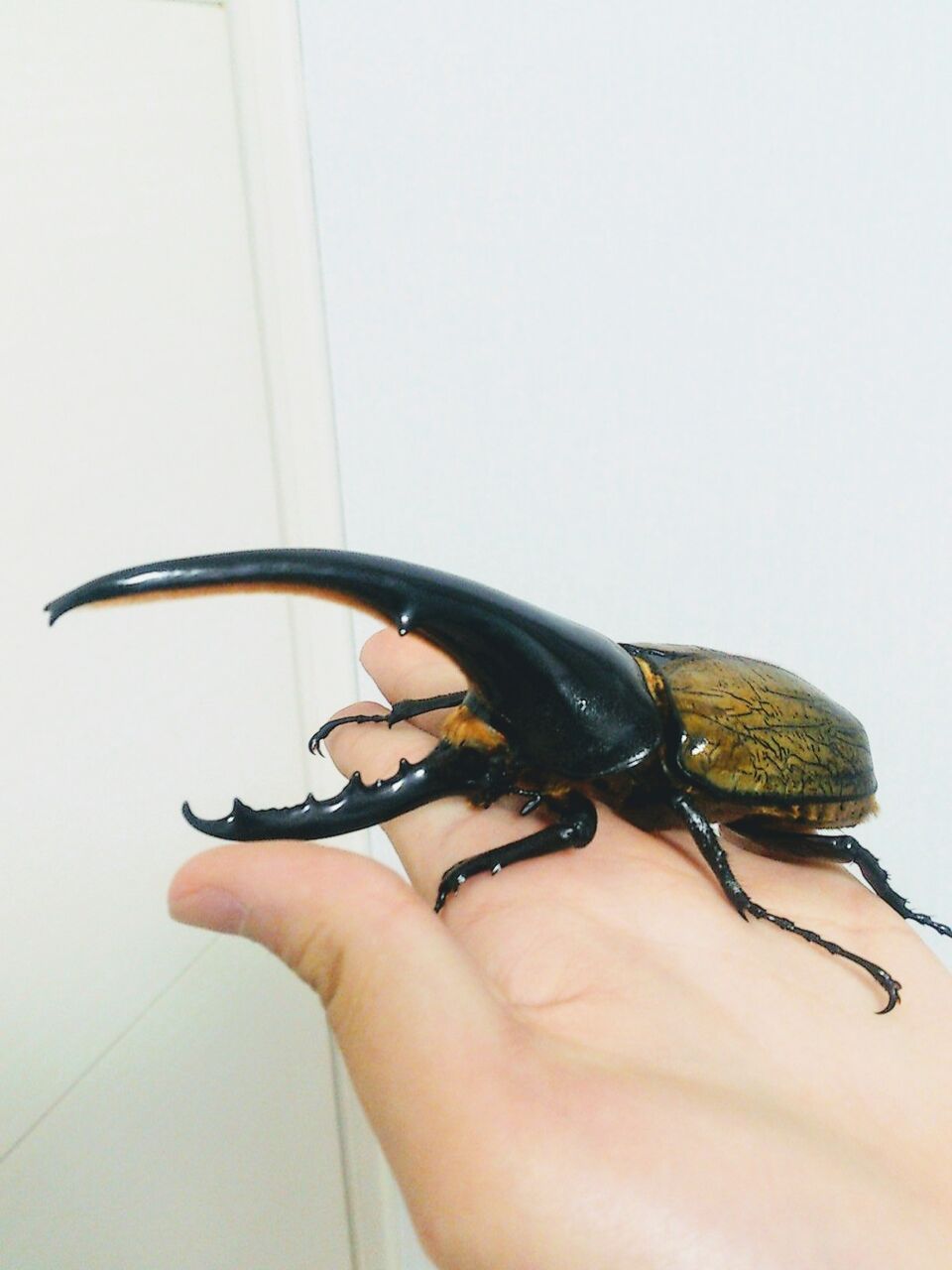 クローゼットに兜虫 クローゼットに兜虫
