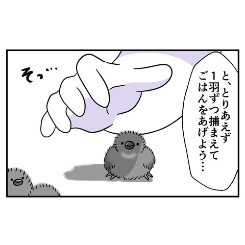 みつご9