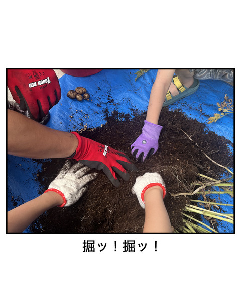 じゃがいも6