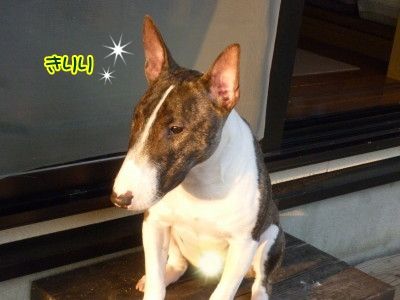 ポチ君の座り方 おもにmブル ときどきフレブル ポチ君の座り方 おもにmブル ときどきフレブル