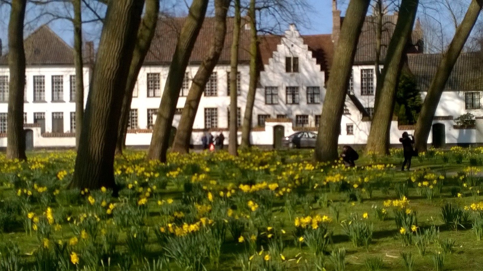 ブルージュ ベギン会修道院 年に一度の花のシーズンです ベルギー楽しもネットブログ