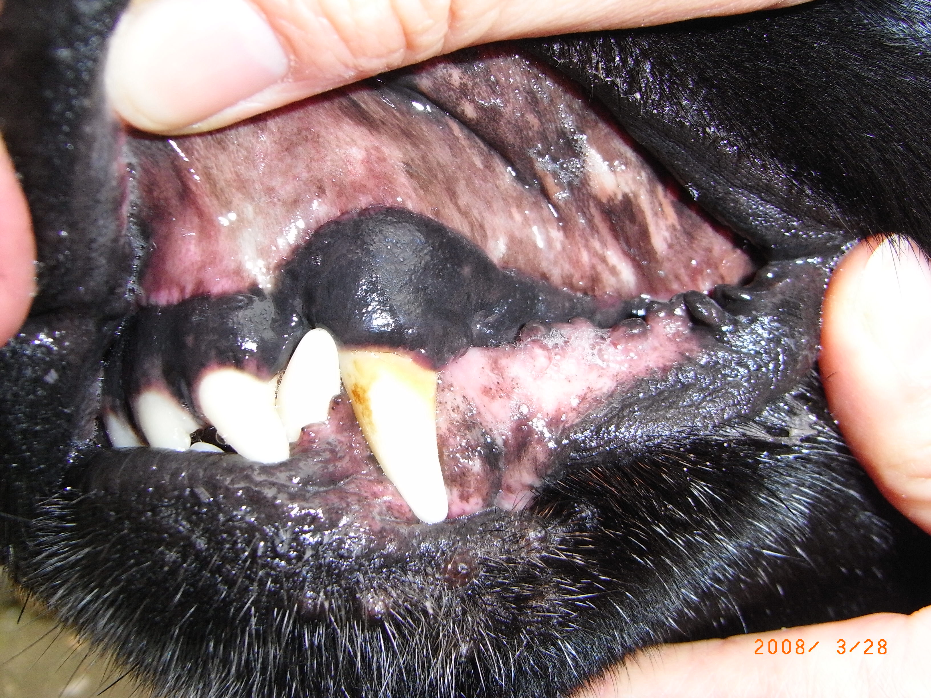 おうち犬 になれた理由 黒ラブ ベルの博多っ子純情