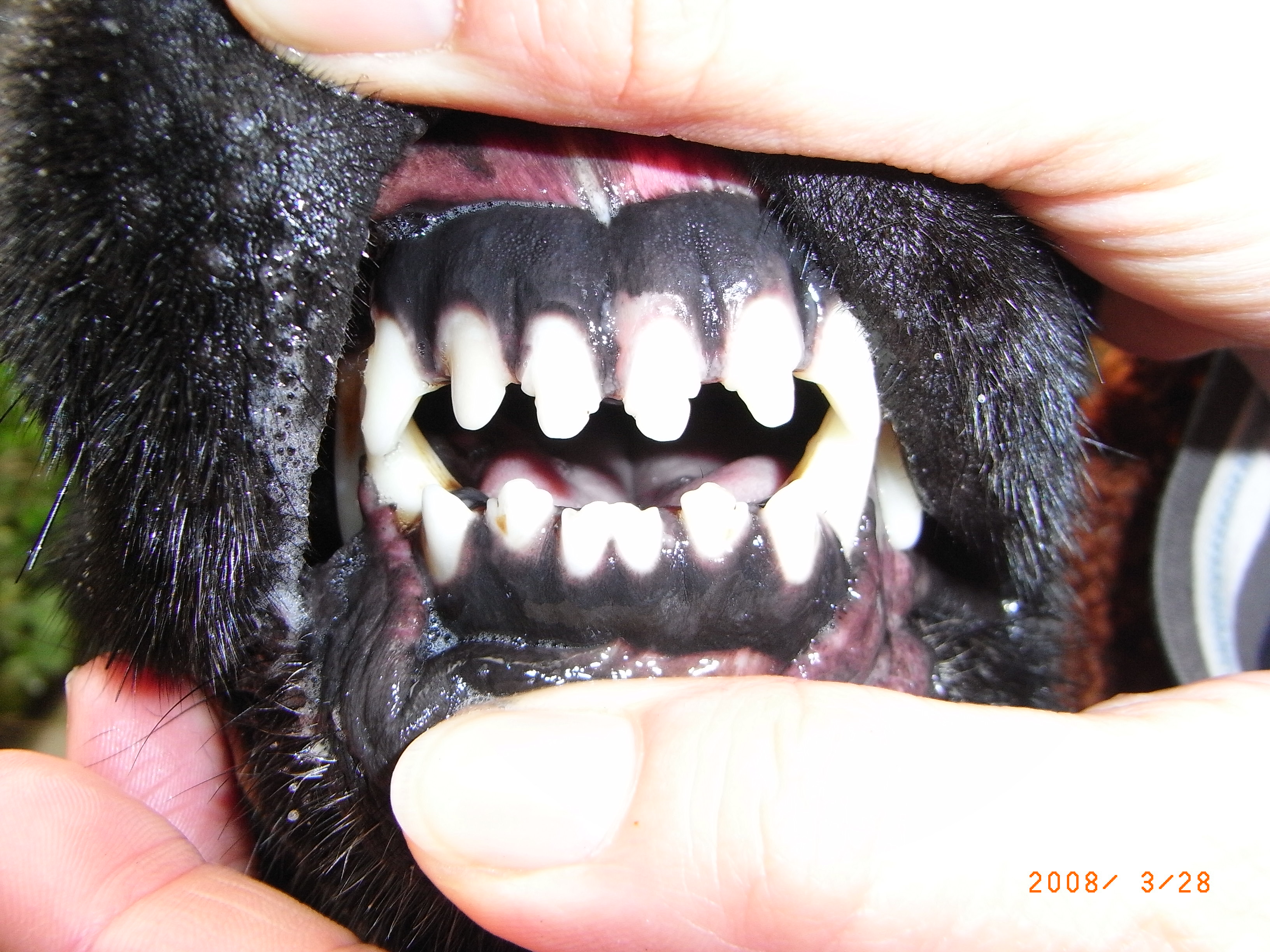 おうち犬 になれた理由 黒ラブ ベルの博多っ子純情
