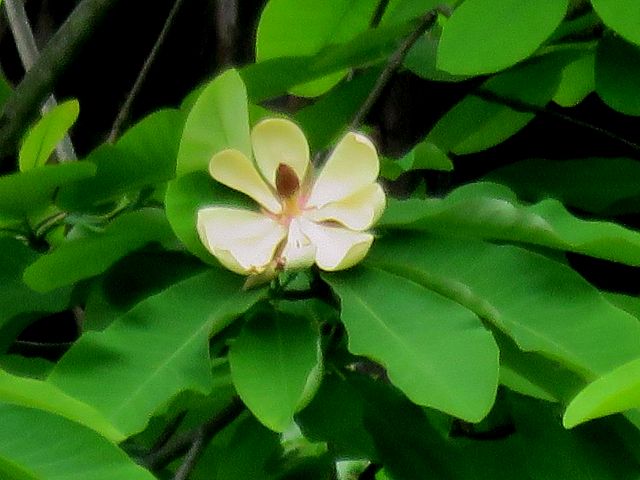 ホオノキ オオヤマレンゲ 他 当尾 とうの からの風の便り