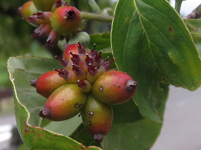 ナツハゼ実 ヤマボウシ実 他 当尾 とうの からの風の便り