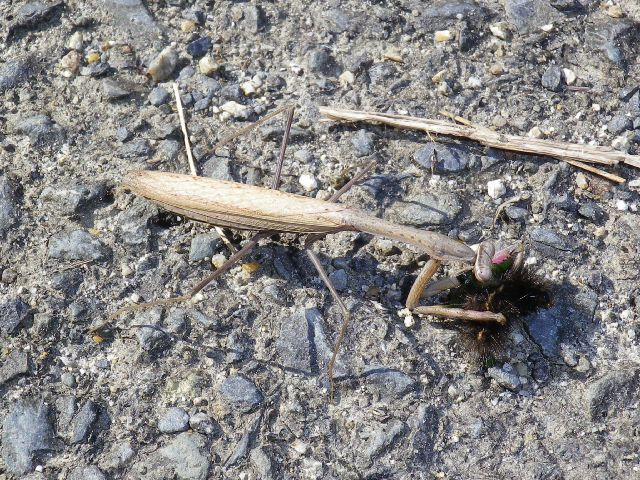 Kamakiri03 Kamakiri03