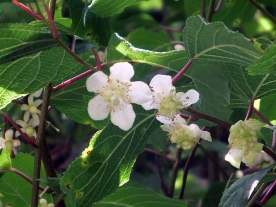 マタタビ ハンゲショウ 当尾 とうの からの風の便り