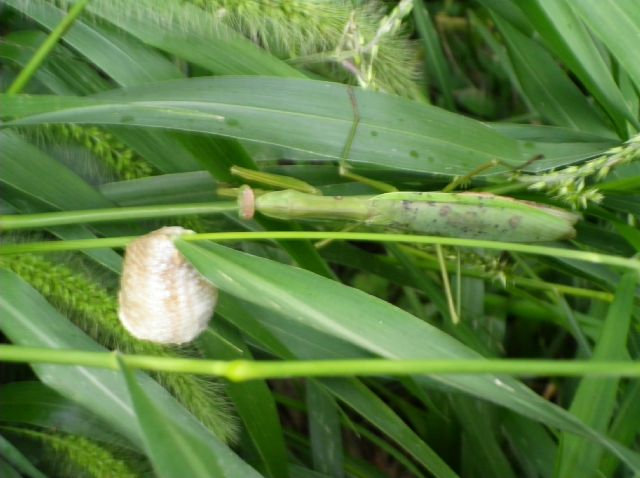 Kamakiri09_2 Kamakiri09_2