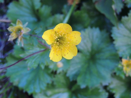立山で出会った高山植物たち ハクサンイチゲ バラ科の仲間 当尾 とうの からの風の便り 立山で出会った高山植物たち ハクサンイチゲ バラ科の仲間 当尾 とうの からの風の便り