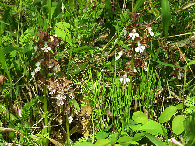 ジエビネ シロバナレンゲ 他 当尾 とうの からの風の便り