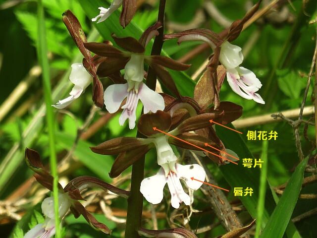 ジエビネ シロバナレンゲ 他 当尾 とうの からの風の便り