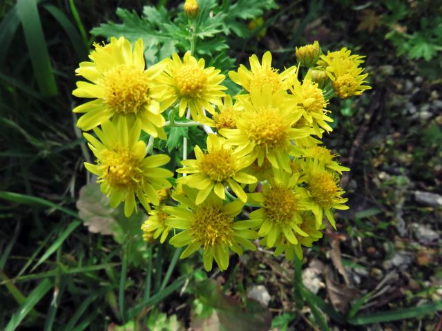 マツムラソウ キセワタ 他 当尾 とうの からの風の便り