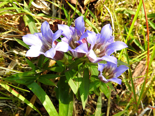 リンドウ 冬の訪れ 当尾 とうの からの風の便り