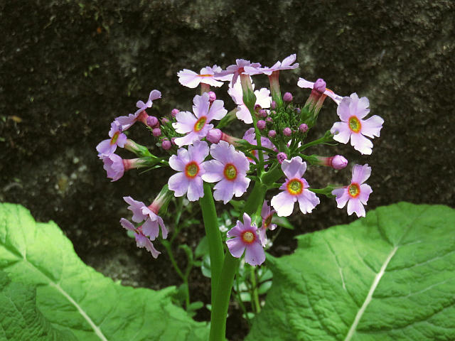 クリンソウ、ギンラン 他 : 当尾（とうの）からの風の便り