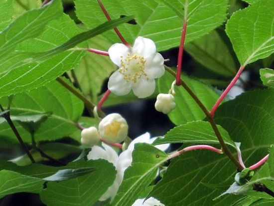 マタタビ ハンゲショウ 当尾 とうの からの風の便り