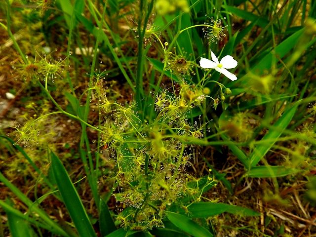 イシモチソウ モウセンゴケ トキソウ 他 当尾 とうの からの風の便り