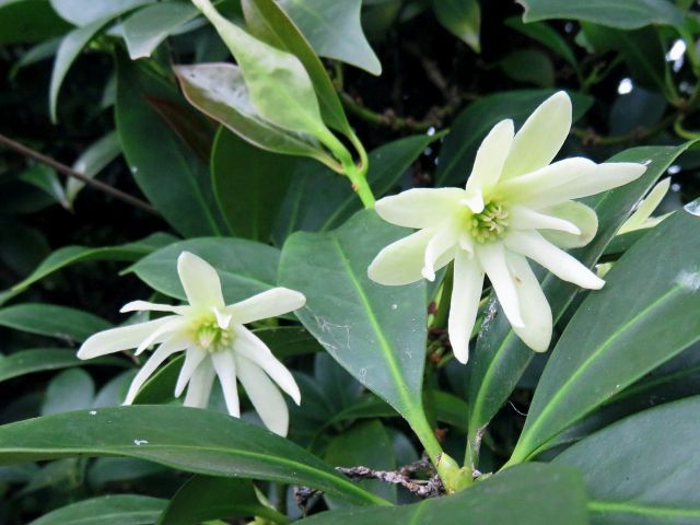 コウヤボウキ クサギ イヌマキ 他 当尾 とうの からの風の便り