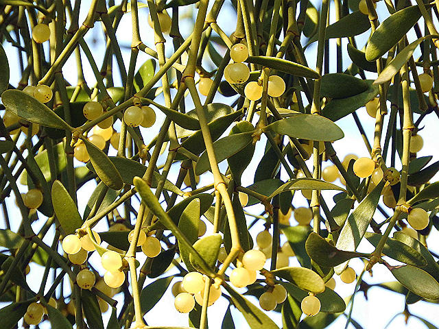 11希少　縁起物　親木ヤドリギ　 実が沢山 希少 縁起物 親木ヤドリギ ☆綺麗な実たくさん❗️
