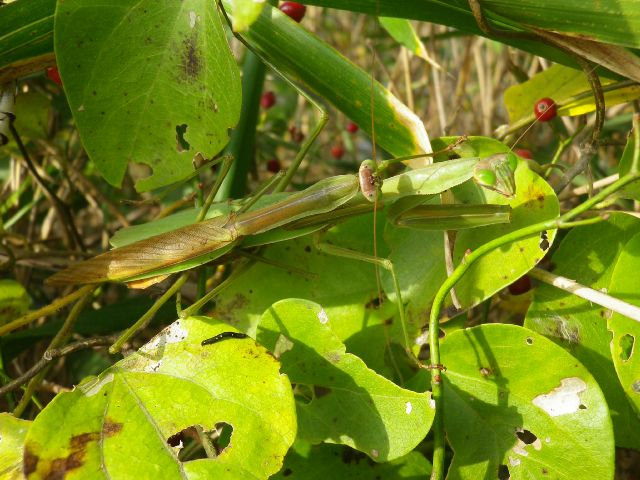 Kamakiri10 Kamakiri10