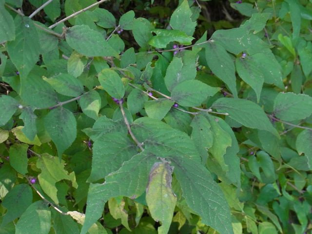 ヤブムラサキ 実 ムラサキシキブ 実 当尾 とうの からの風の便り